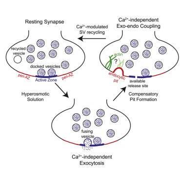 Calcium Independent Exo Endocytosis Coupling At Small Central Synapses Cell Reports X Mol