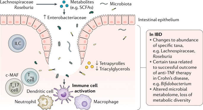 Host-microbiota Interactions In Inflammatory Bowel Disease.,Nature ...