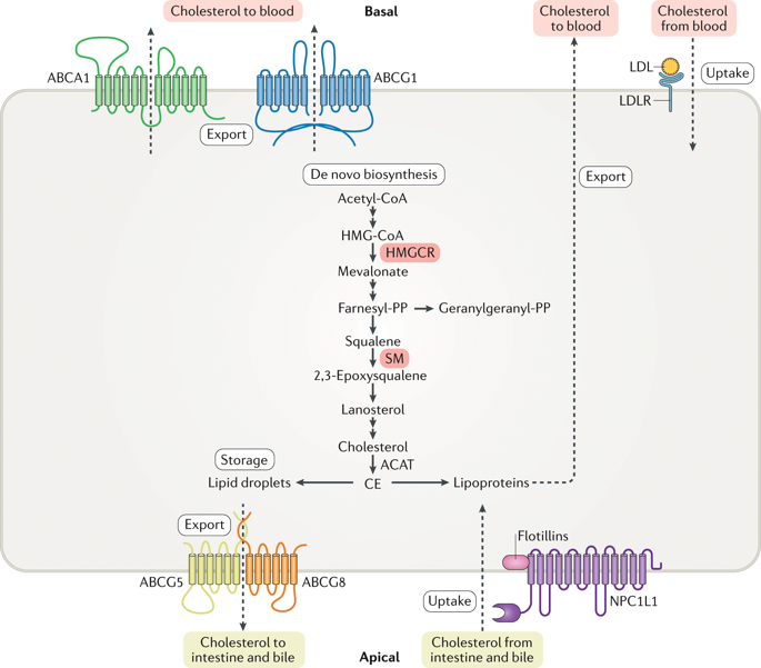 Mechanisms And Regulation Of Cholesterol Homeostasis.,Nature Reviews ...