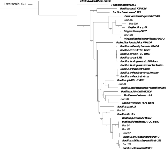 Comparative Genomics Study Reveals Red Sea Bacillus With ...