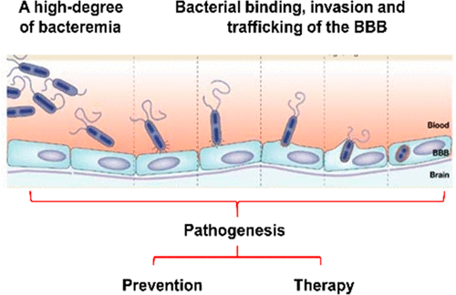 Investigating Bacterial Penetration Of The Blood-Brain Barrier For The ...