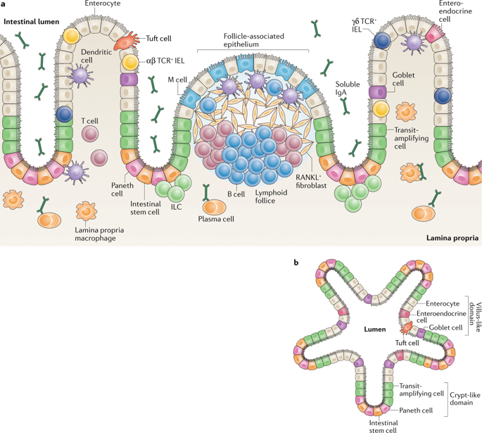 Organoids In Immunological Research.,Nature Reviews Immunology - X-MOL