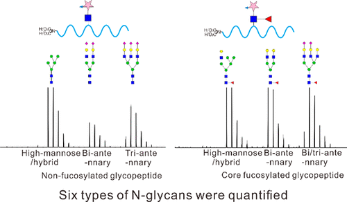 Chemoenzymatic Method For Glycoproteomic N Glycan Type Quantitation Analytical Chemistry X Mol