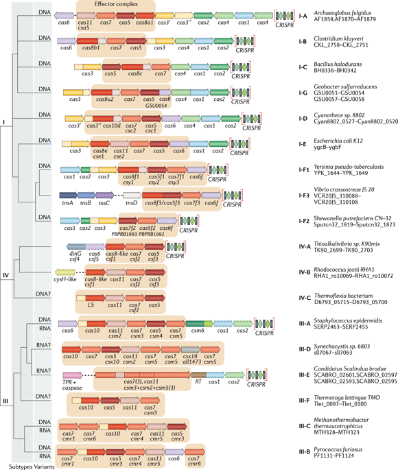 Evolutionary Classification Of CRISPR-Cas Systems: A Burst Of Class 2 ...