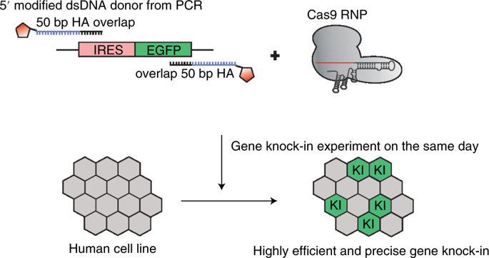 An Efficient Gene Knock-in Strategy Using 5'-modified Double-stranded ...