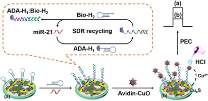 Dual-functional β-CD@CdS Nanorod/WS2 Nanosheet Heterostructures Coupled ...