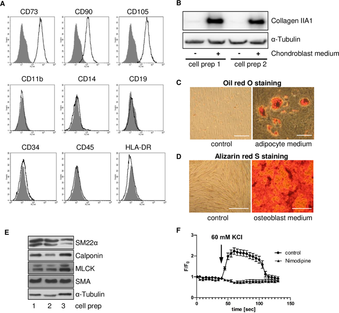 Lysosomal cystine export regulates mTORC1 signaling to guide kidney  epithelial cell fate specialization