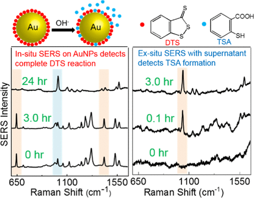 Dithiosulfindene Adsorption And Reaction On Gold Nanoparticles In