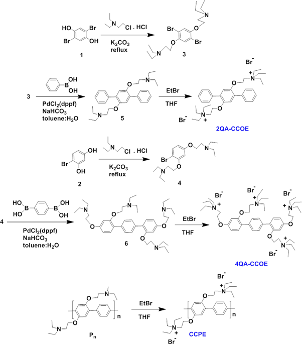 Mechanistic Understanding Of The Interactions Of Cationic Conjugated Oligo And Polyelectrolytes With Wild Type And Ampicillin Resistant Escherichia Coli Scientific Reports X Mol