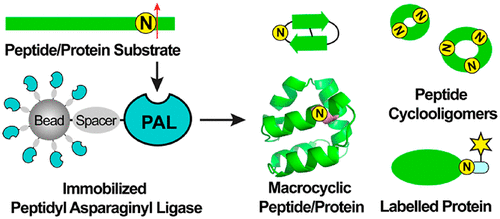 Immobilized Peptide Asparaginyl Ligases Enhance Stability And ...