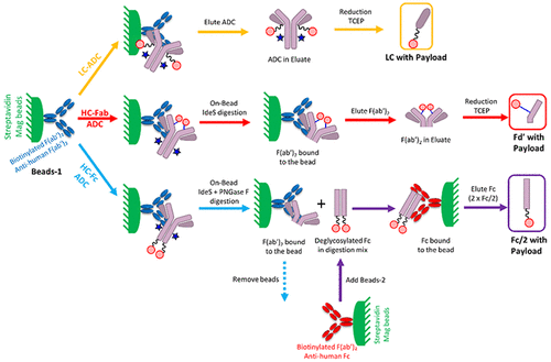 Universal Affinity Capture Liquid Chromatography-Mass Spectrometry ...