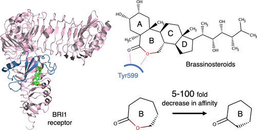 Molecular Mechanism Of Brassinosteroid Perception By The Plant Growth ...