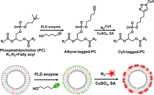 细胞外囊泡的化学酶标记 可实时观察其细胞内在化 Analytical Chemistry X Mol