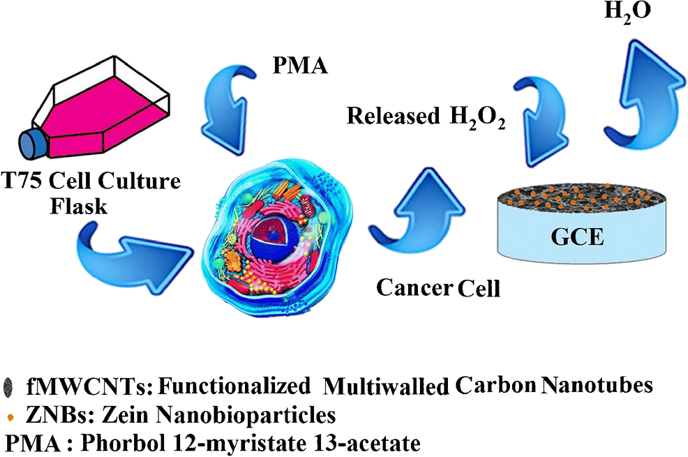 Electrochemical Sensing Of Hydrogen Peroxide Using A Glassy Carbon Electrode Modified With 9687