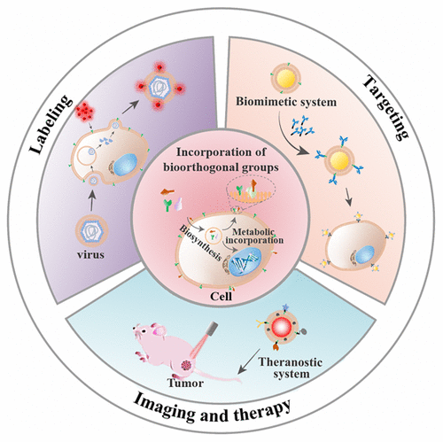 Cell-Membrane-Based Biomimetic Systems With Bioorthogonal ...