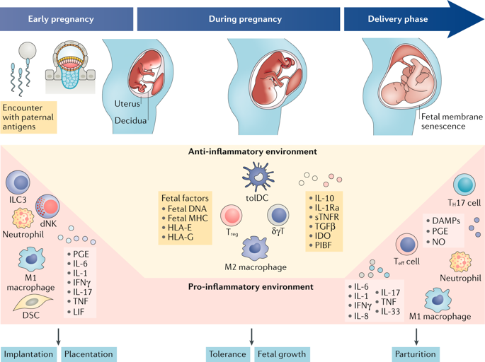 Immunological Adaptations In Pregnancy That Modulate Rheumatoid Arthritis Disease Activity Nature Reviews Rheumatology X Mol