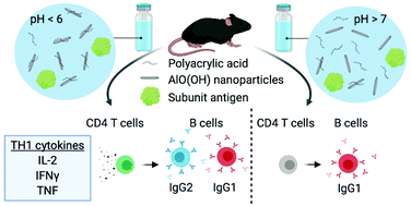 聚丙烯酸稳定的纳米明矾 Nanoalum 佐剂的理化结构决定着cd4 T细胞的th1分化 Nanoscale X Mol