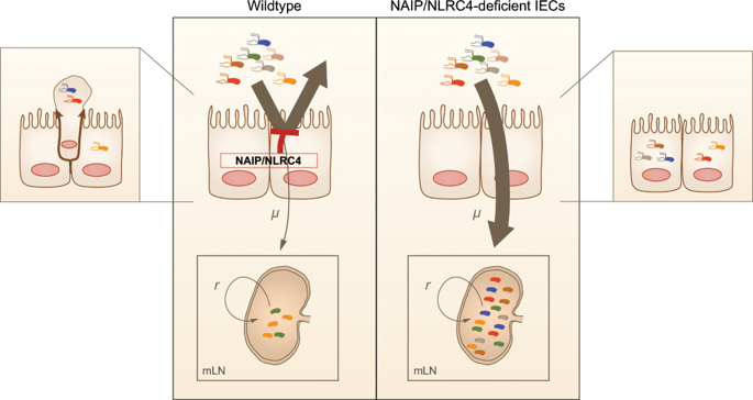 Intestinal Epithelial Naip Nlrc4 Restricts Systemic Dissemination Of The Adapted Pathogen Salmonella Typhimurium Due To Site Specific Bacterial Pamp Expression Mucosal Immunology X Mol