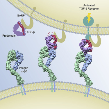 Cryo-EM Reveals Integrin-Mediated TGF-β Activation Without Release From ...