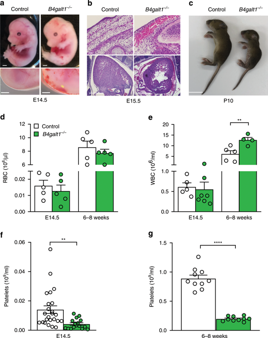 β4GALT1 Controls β1 Integrin Function To Govern Thrombopoiesis And ...