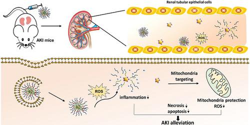 ROS-responsive Nano-drug Delivery System Combining Mitochondria ...