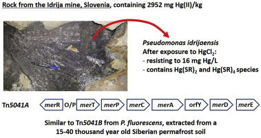 The Chemical Species Of Mercury Accumulated By Pseudomonas Idrijaensis A Bacterium From A Rock Of The Idrija Mercury Mine Slovenia Chemosphere X Mol