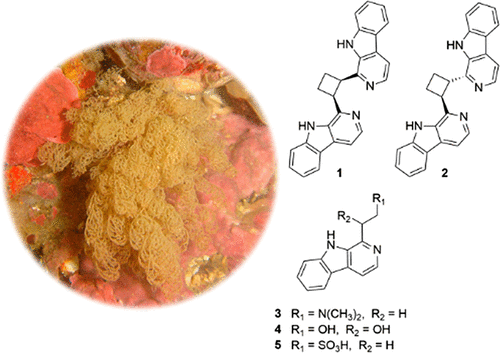 Orthoscuticellines A E B Carboline Alkaloids From The Bryozoan Orthoscuticella Ventricosa Collected In Australia Journal Of Natural Products X Mol