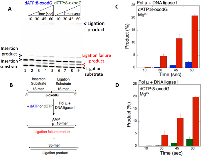 Pol M Ribonucleotide Insertion Opposite 8 Oxodg Facilitates The Ligation Of Premutagenic Dna Repair Intermediate Scientific Reports X Mol