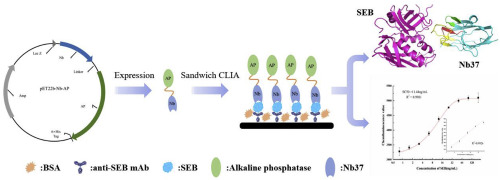 Development Of Sandwich Chemiluminescent Immunoassay Based On An Anti ...