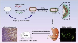 Encapsulation Of Escherichia Coli Strain Nissle 1917 In A Chitosan ...