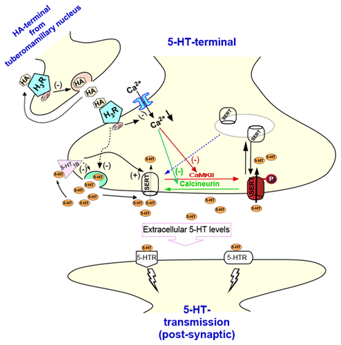 serotonin transporter