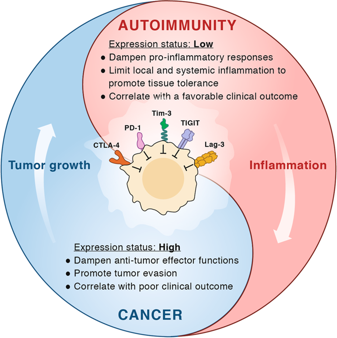 The yin and yang of co-inhibitory receptors: toward anti-tumor