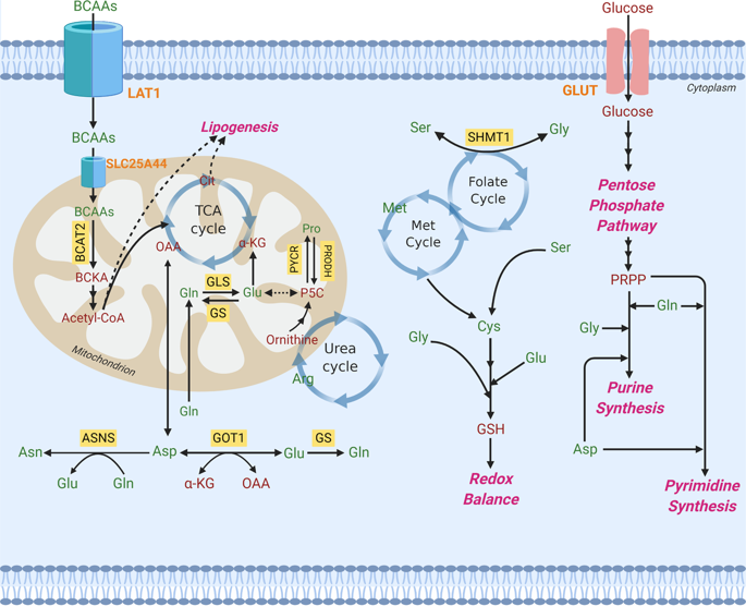 Amino acids in cancer.,Experimental & Molecular Medicine XMOL