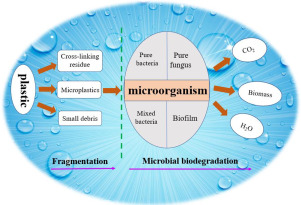 Microbial Degradation And Other Environmental Aspects Of Microplastics ...