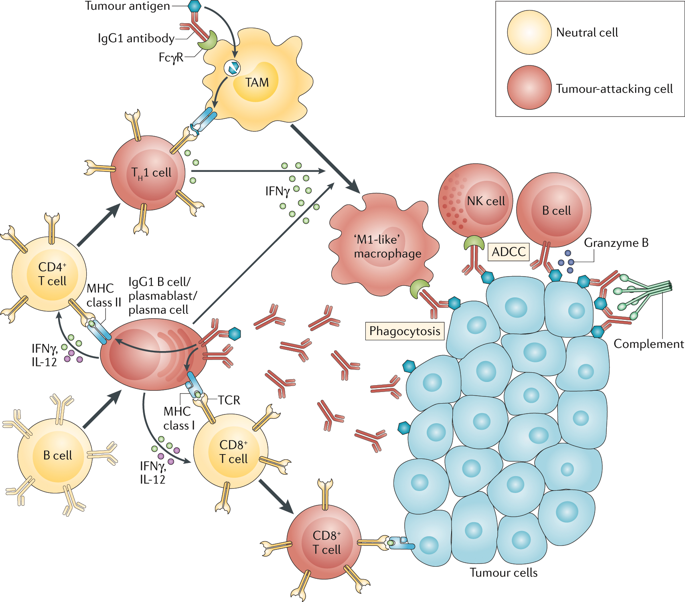 B Cells, Plasma Cells And Antibody Repertoires In The Tumour ...