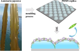 Layer By Layer Assembled Antifouling Films With Surface Microtopography Inspired By Laminaria Japonica Applied Surface Science X Mol