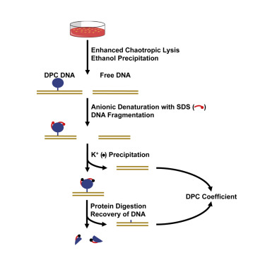 The Ark Assay Is A Sensitive And Versatile Method For The Global Detection Of Dna Protein Crosslinks Cell Reports X Mol