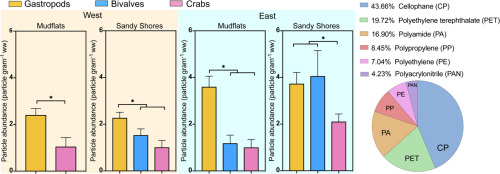 Microplastics In Invertebrates On Soft Shores In Hong Kong Influence Of Habitat Taxa And Feeding Mode Science Of The Total Environment X Mol