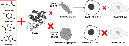 在酸性和生理ph条件下有机酸对溶菌酶聚集的抑制和细胞毒性international Journal Of Biological Macromolecules X Mol 