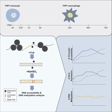 ATAC-Me Captures Prolonged DNA Methylation Of Dynamic Chromatin ...