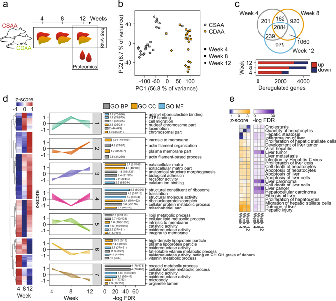 Biomarker Discovery For Chronic Liver Diseases By Multi-omics - A ...