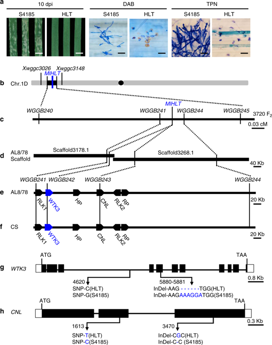 A Rare Gain Of Function Mutation In A Wheat Tandem Kinase Confers Resistance To Powdery Mildew Nature Communications X Mol