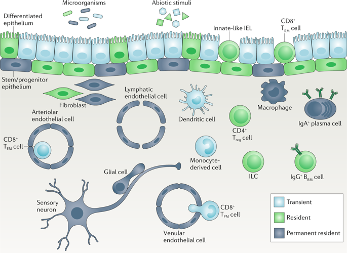 Distribution And Storage Of Inflammatory Memory In Barrier Tissues ...