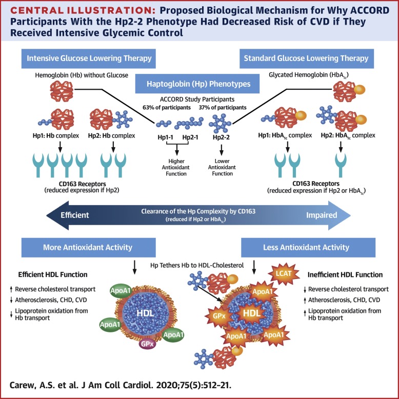 触珠蛋白表型改变强化血糖控制对心血管结局的影响 Journal Of The American College Of Cardiology X Mol