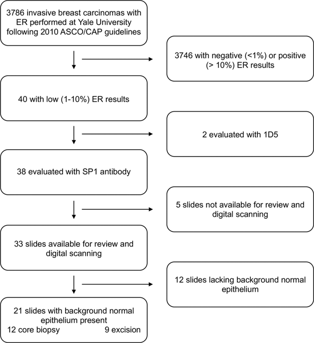 Association Between Low Estrogen Receptor Positive Breast Cancer And ...