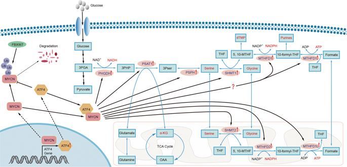 Serine-glycine-one-carbon Metabolism: Vulnerabilities In MYCN-amplified ...