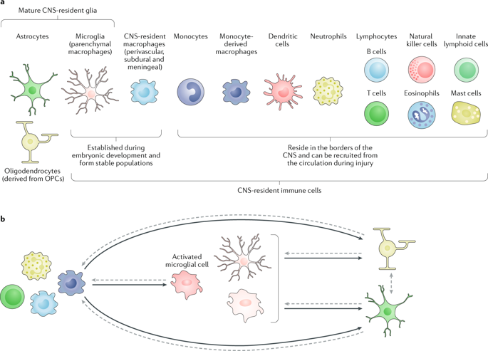 Immune Cell Regulation Of Glia During Cns Injury And Disease Nature Reviews Neuroscience X Mol