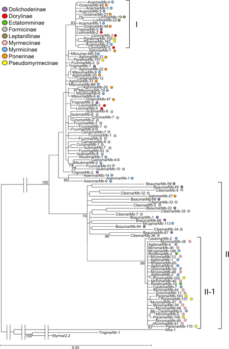 Mboumar的复杂进化史 这是在蚂蚁基因组中广泛代表的水手元素 Scientific Reports X Mol