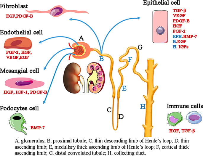 Potential Targeted Therapy And Diagnosis Based On Novel Insight Into Growth Factors Receptors And Downstream Effectors In Acute Kidney Injury And Acute Kidney Injury Chronic Kidney Disease Progression Signal Transduction And Targeted Therapy