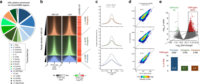 Continuous Transcription Initiation Guarantees Robust Repair Of All ...